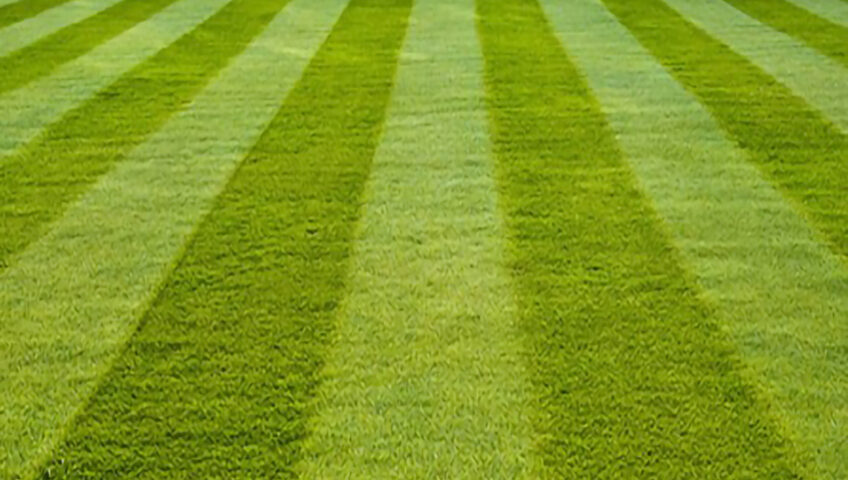 Lawn Cutting